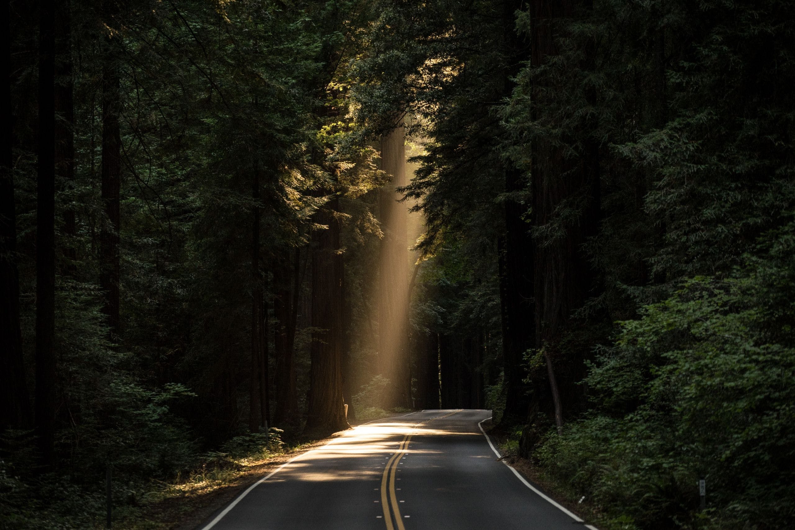 4K Forest Road Hd Photography Wallpapers
