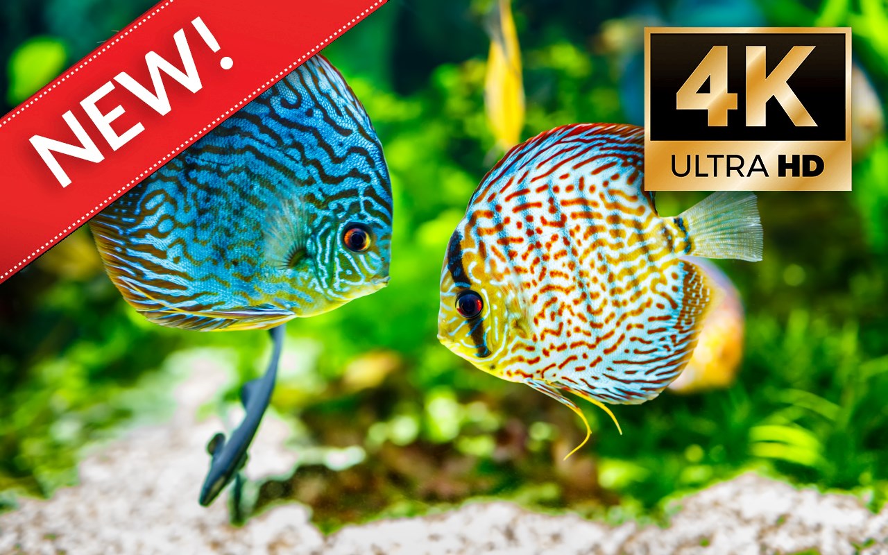 4K Ultra Hd Fish Wallpapers