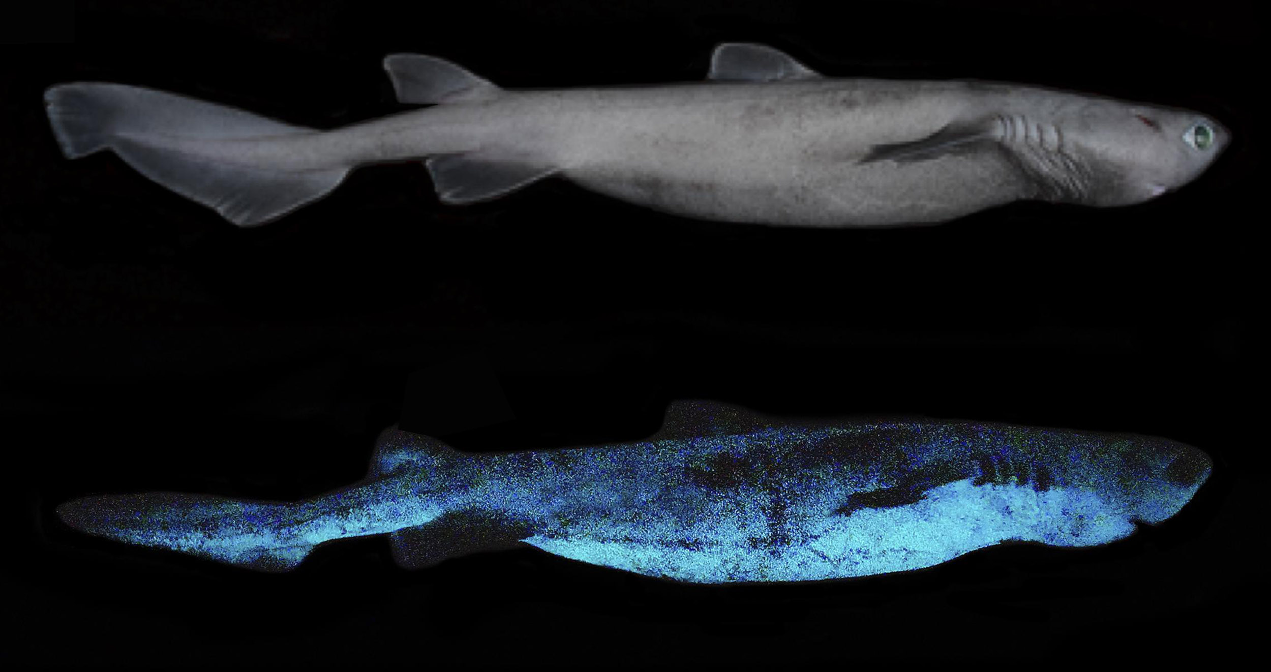 Aerial View Of Shark Inside Deep Sea Wallpapers