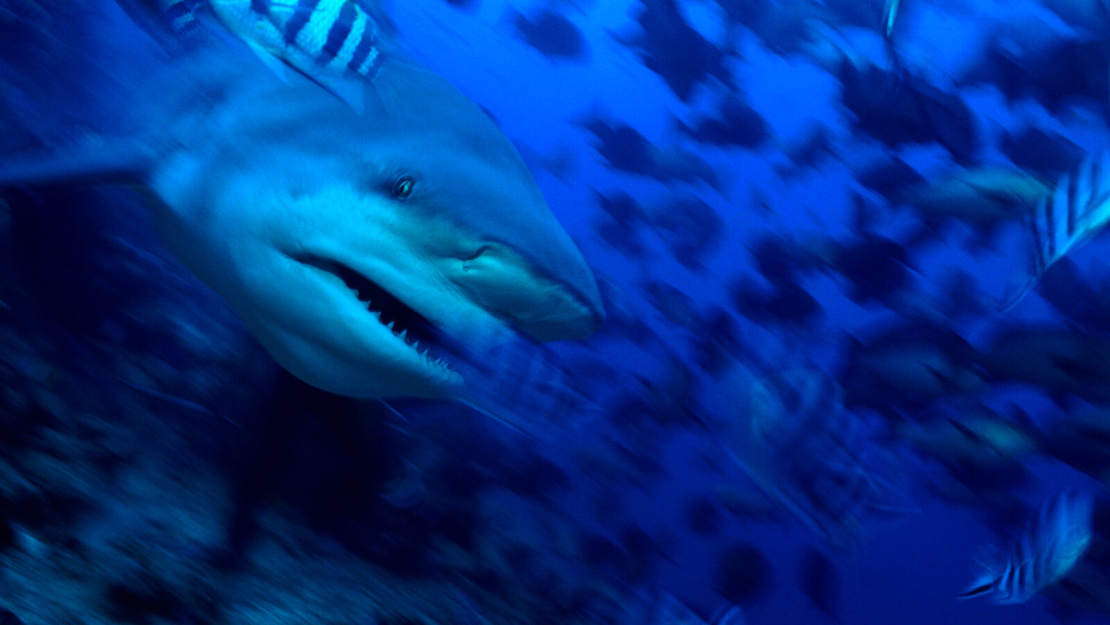 Aerial View Of Shark Inside Deep Sea Wallpapers