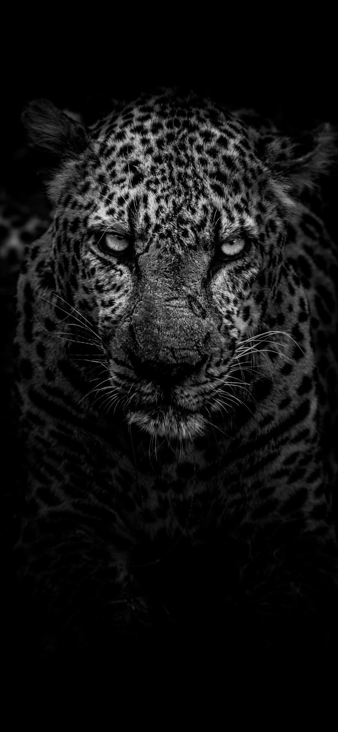 Animal Iphone Wallpapers