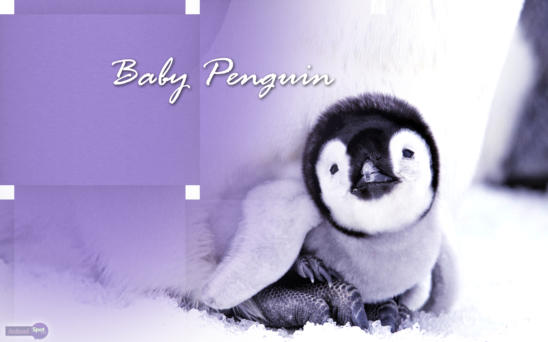 Babypenguin Wallpapers