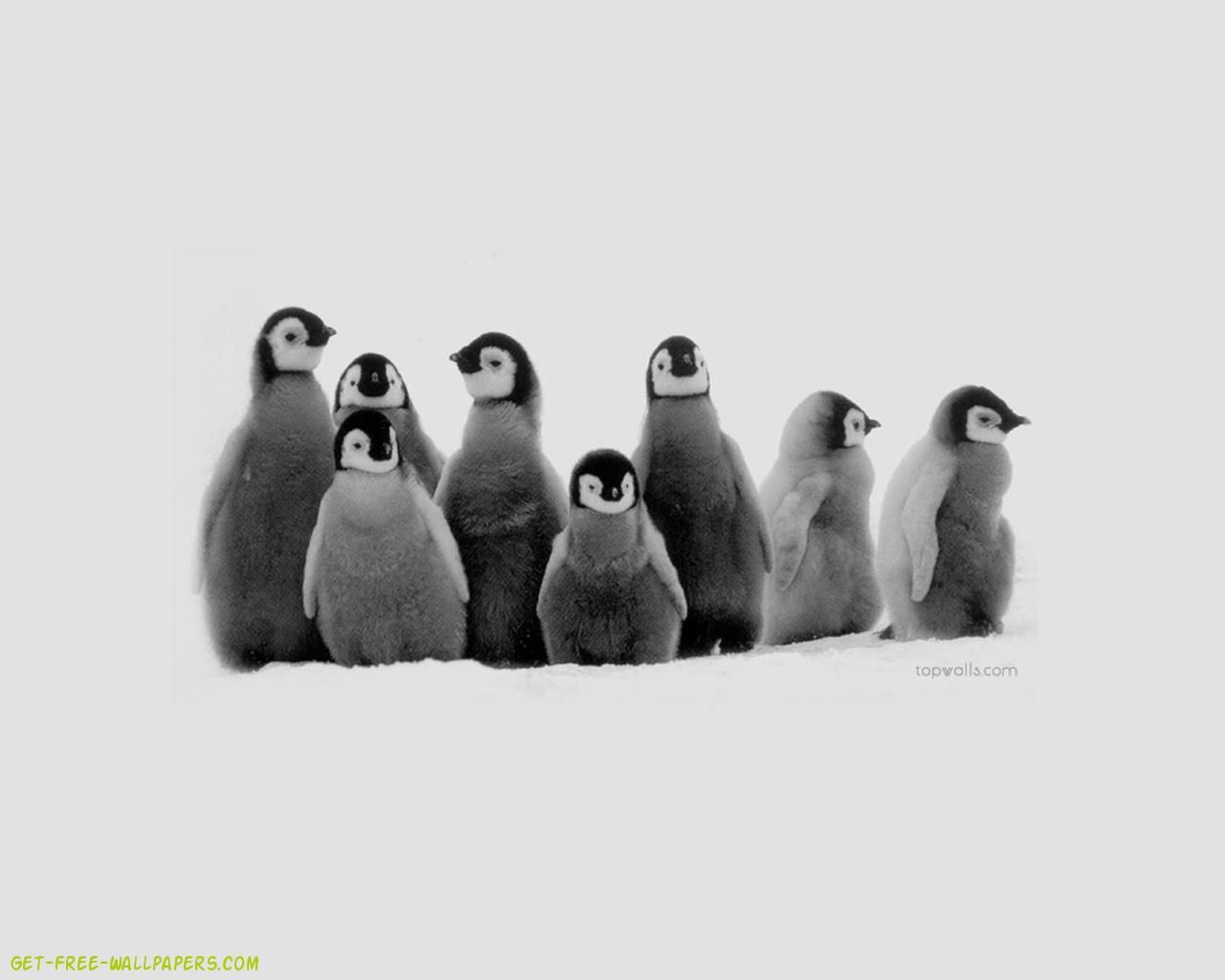 Babypenguin Wallpapers