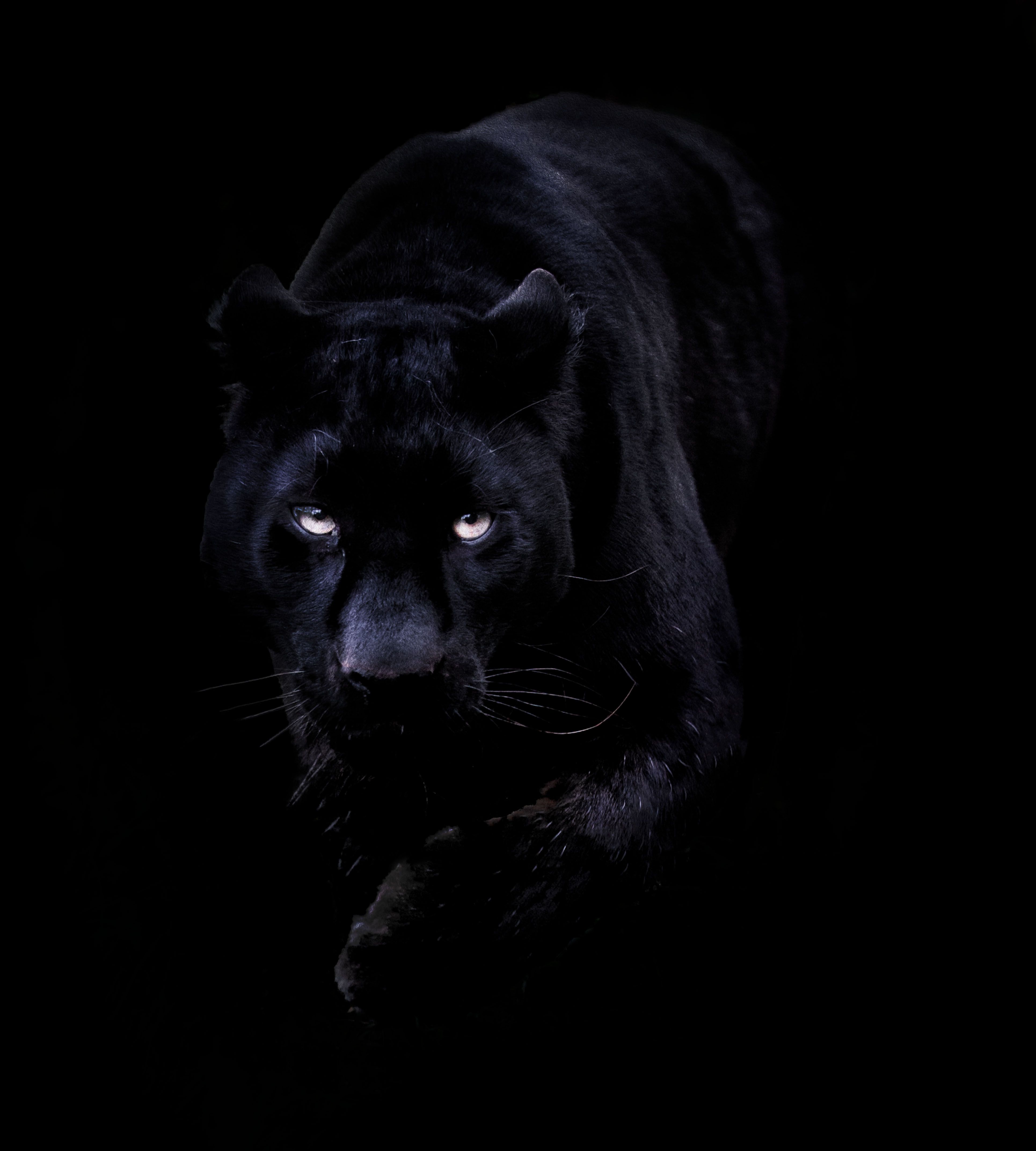 Black Panther Iphone Wallpapers.