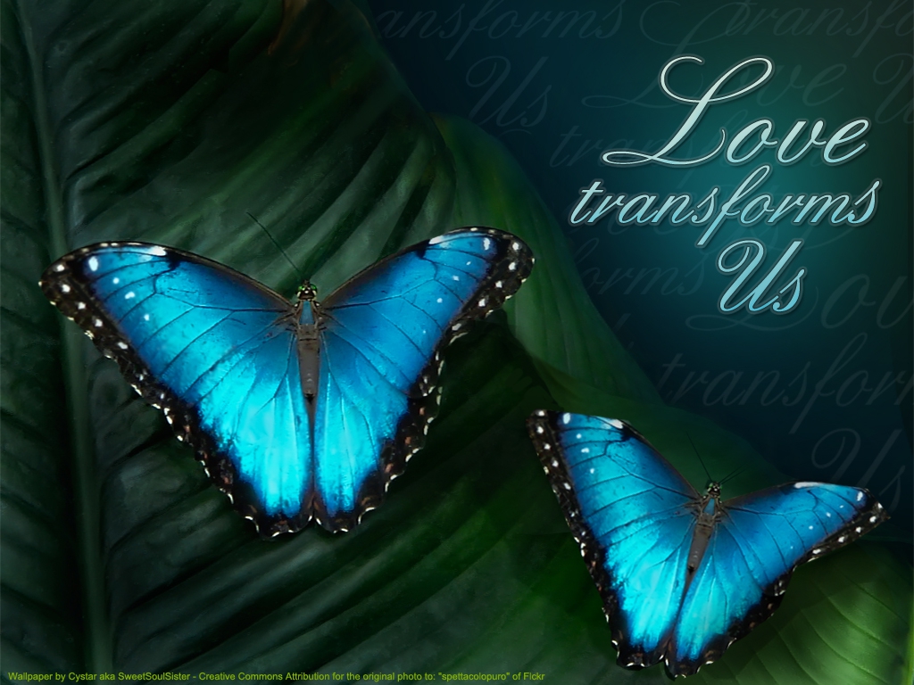 Love Butterfly Hd Wallpapers.