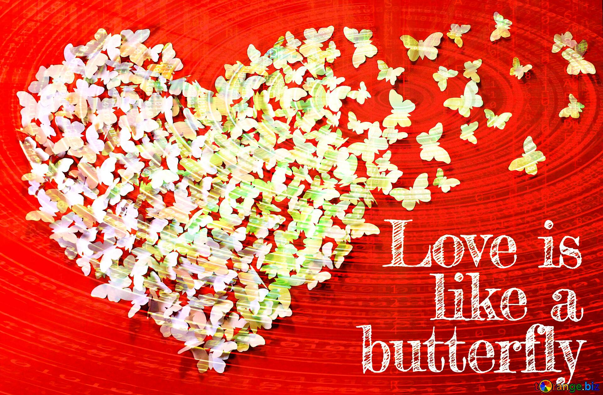Love Butterfly Hd Wallpapers.