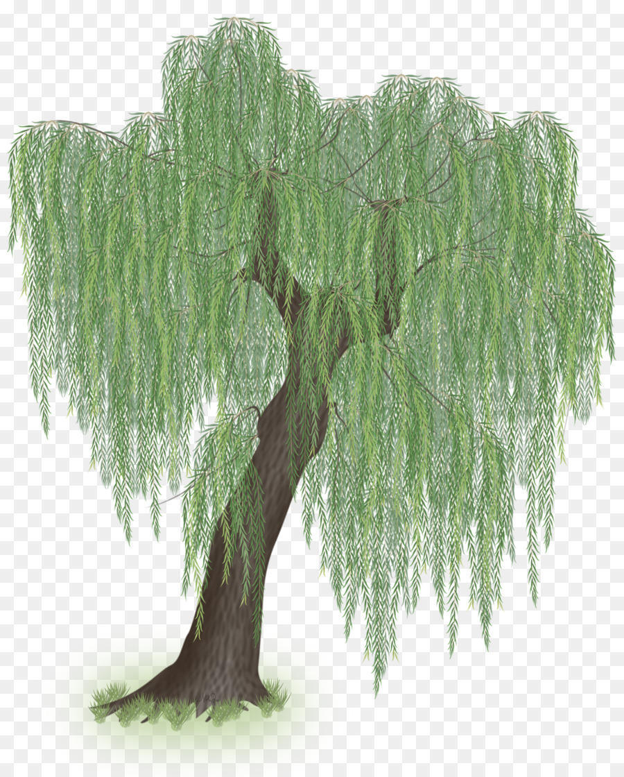 Willow Tree Background