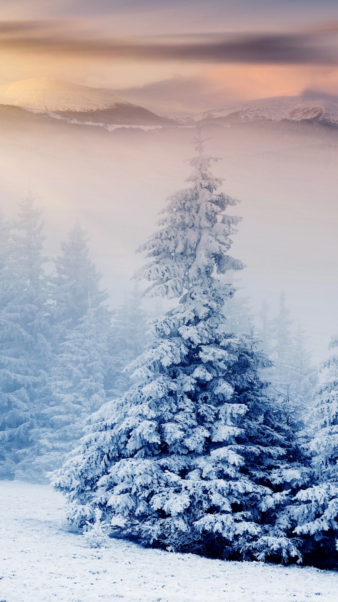 Winter Mountains And Trees Wallpapers