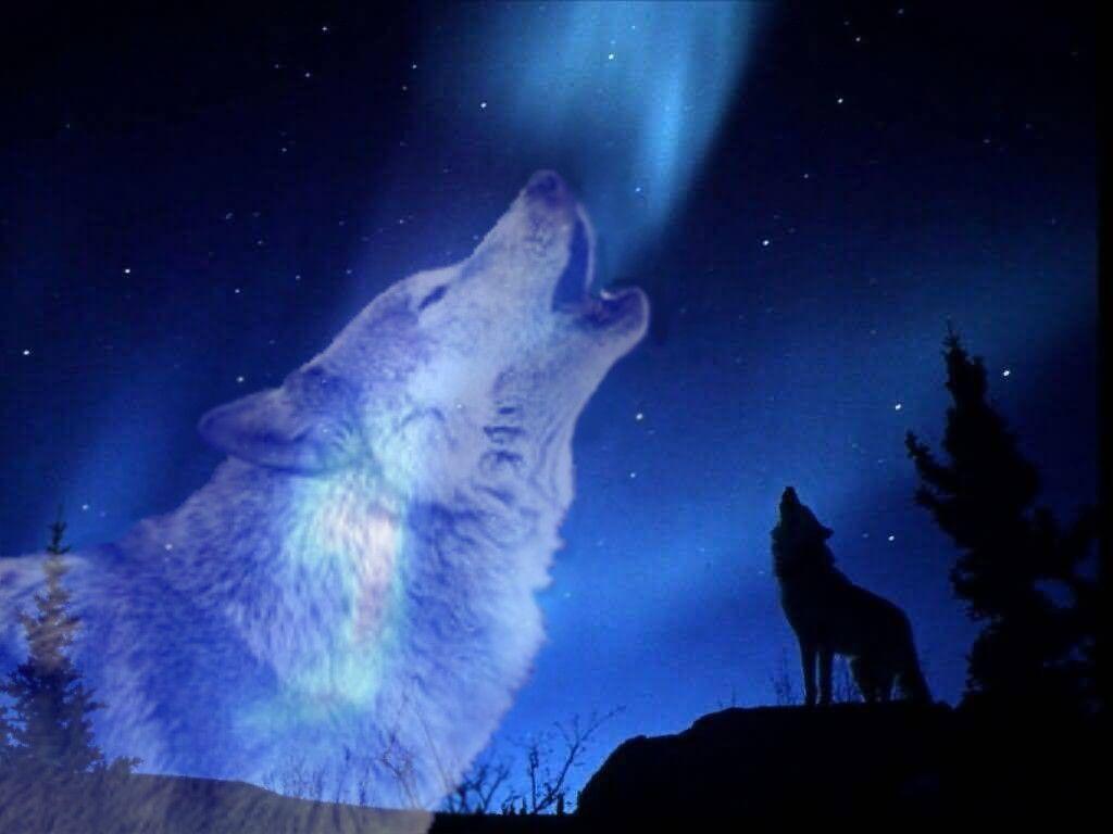 1024X768 Wolves Howling Wallpapers on WallpaperDog. 